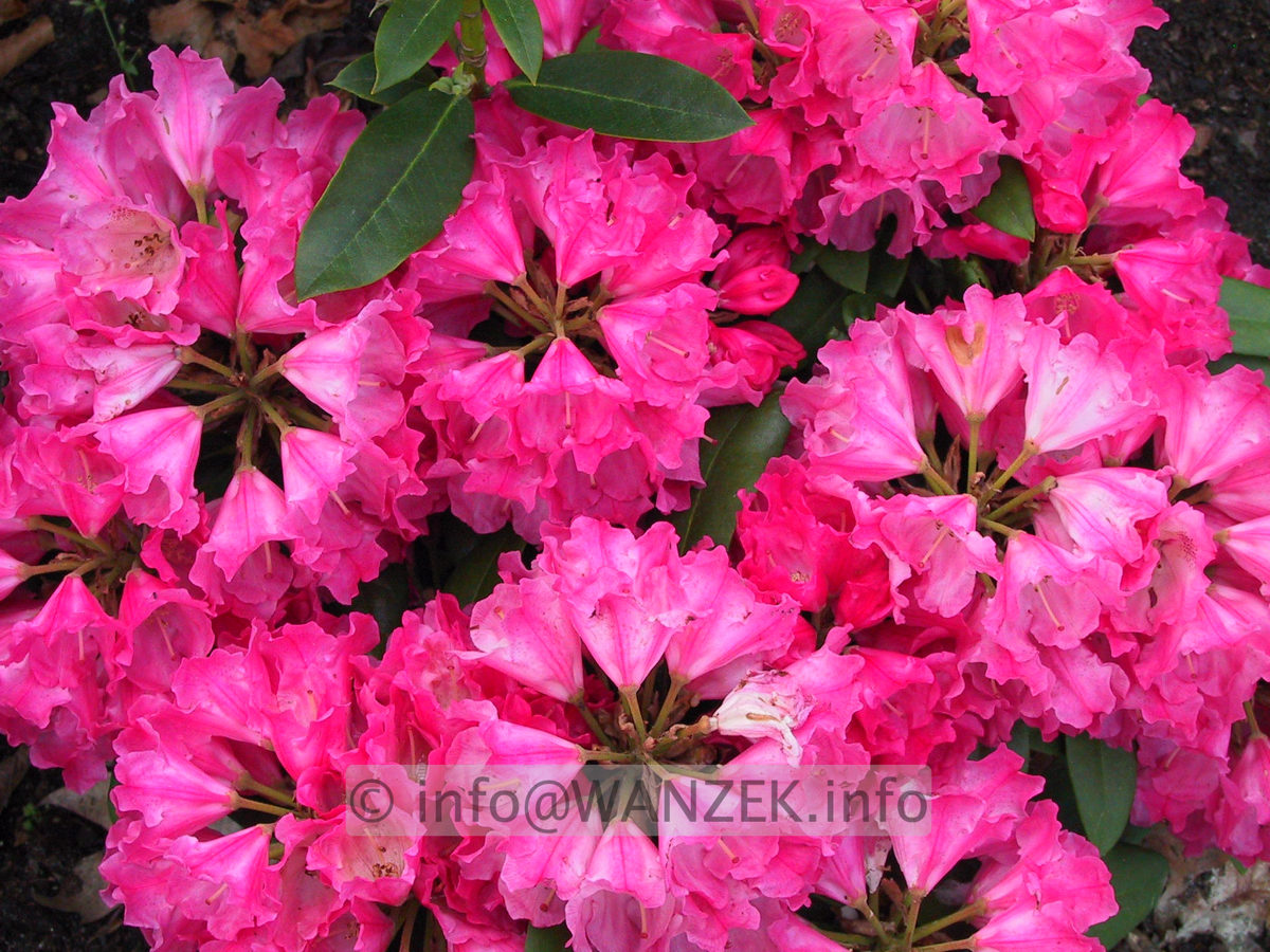 Rhododendron yakushimanum Morgenrot 01.JPG